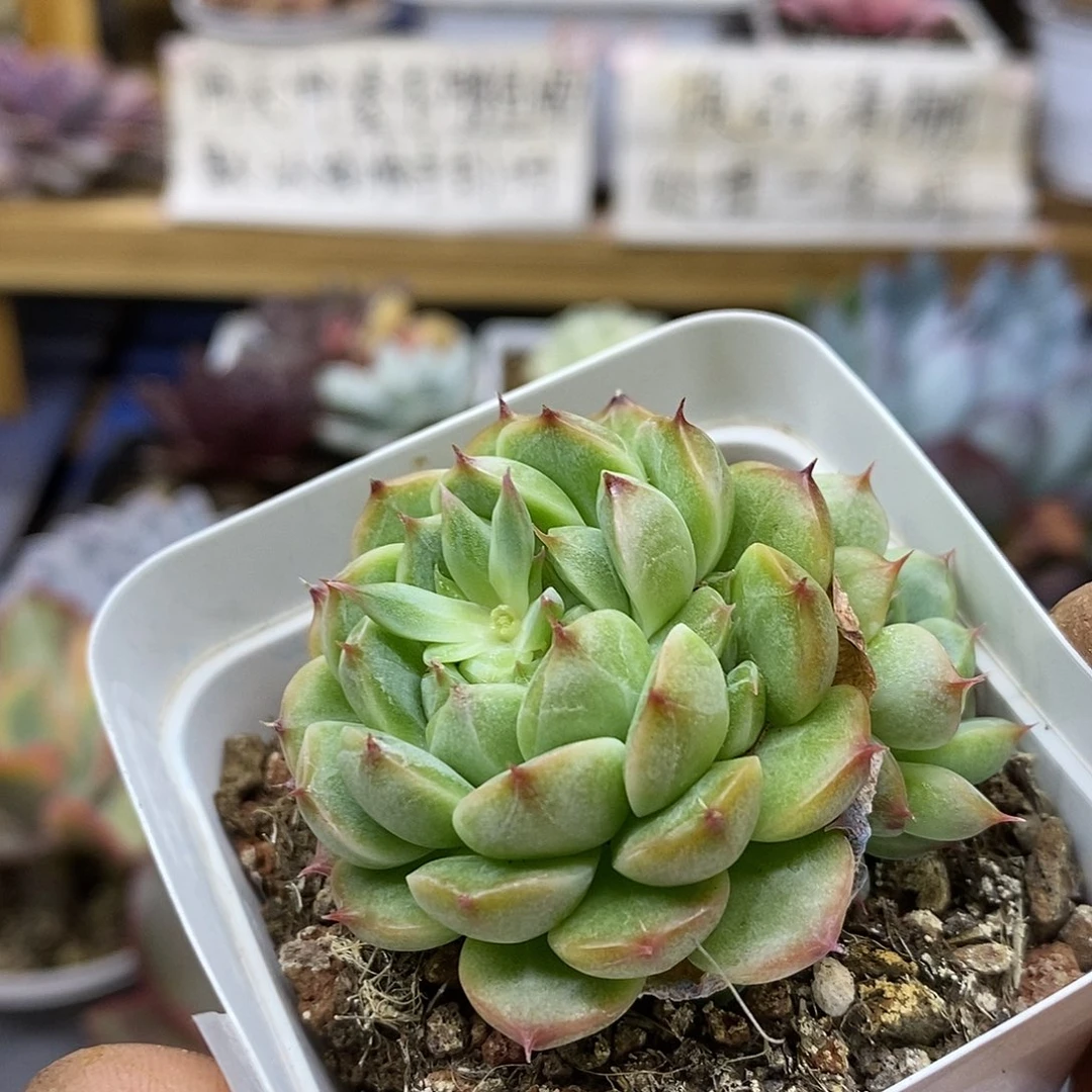 31249 美妮杂交多肉