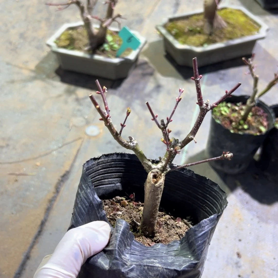 '****.枫树枫树枫树枫树