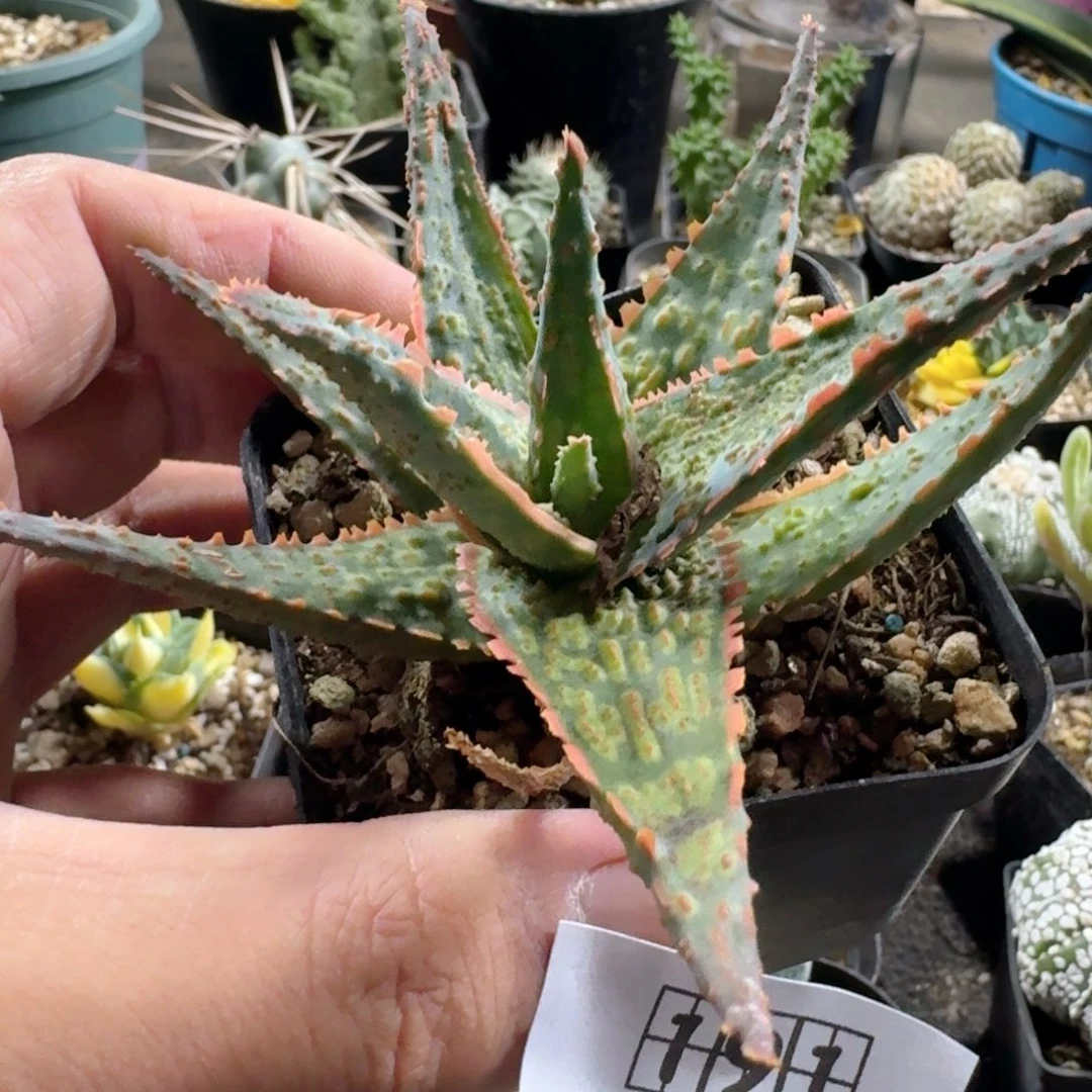 嗣***音191芦荟脱土发货自根