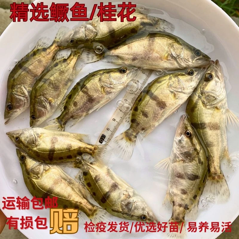 淡水鳜鱼桂花鱼翘嘴白鳜鲜活观赏鱼活体冷水猛鱼包邮新鲜