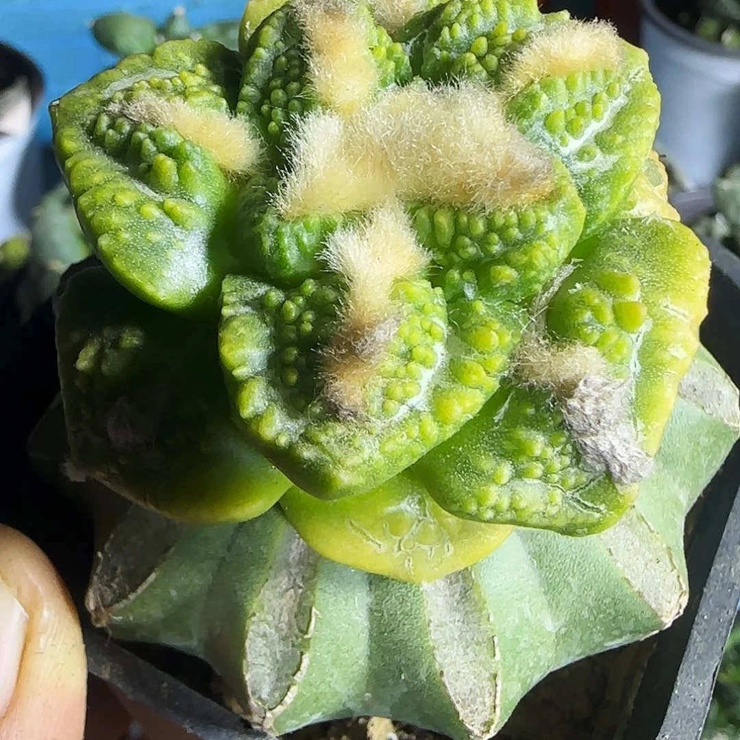 龟甲牡丹锦103。