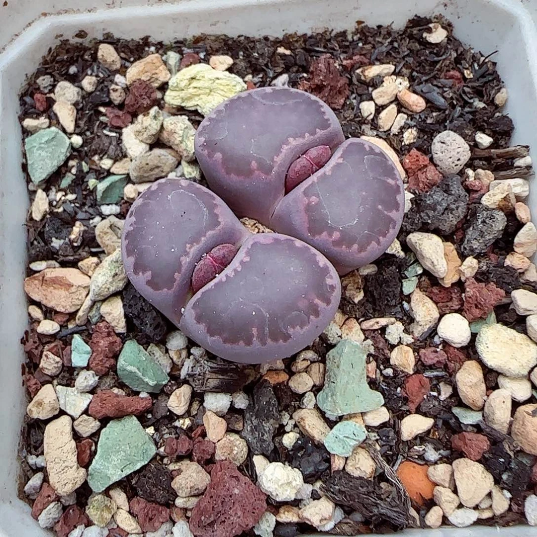 生石花满18包邮1110-217