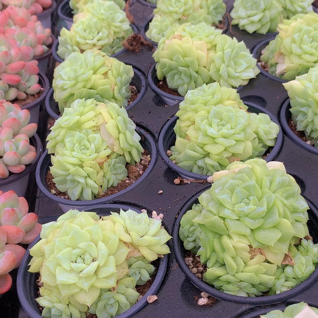 白天鹅群35688999900