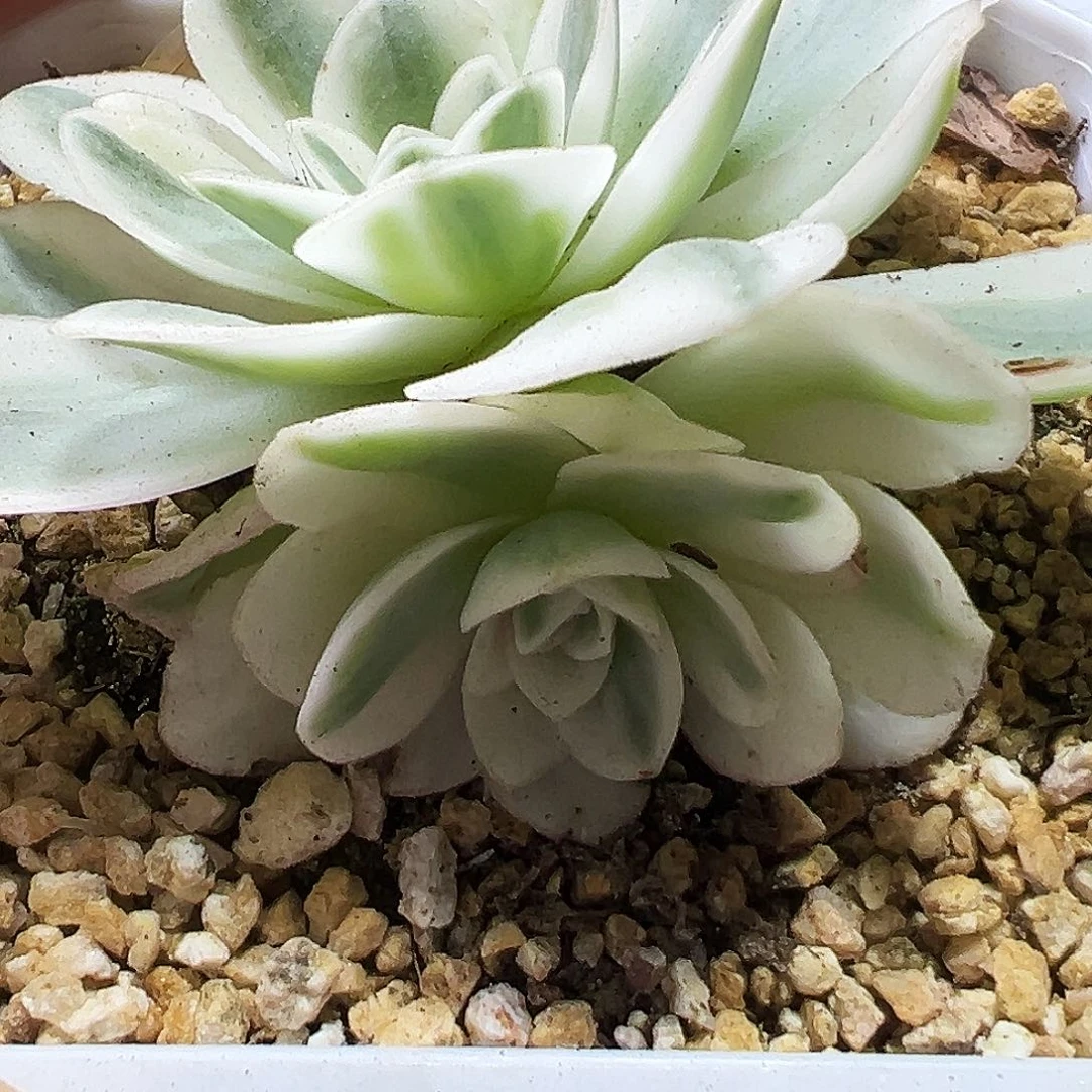 卡***宝山地玫瑰锦冬雪584号