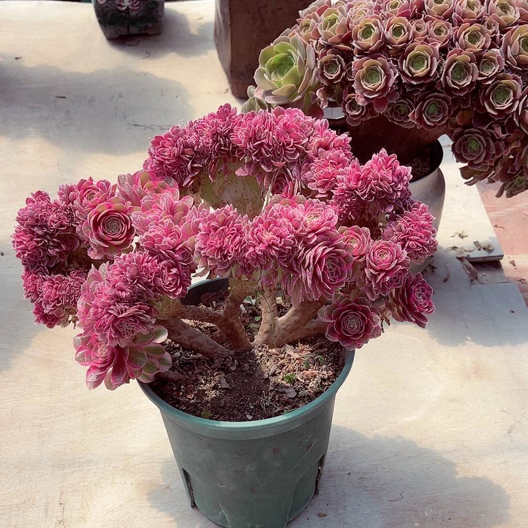 法师多肉植物缀化