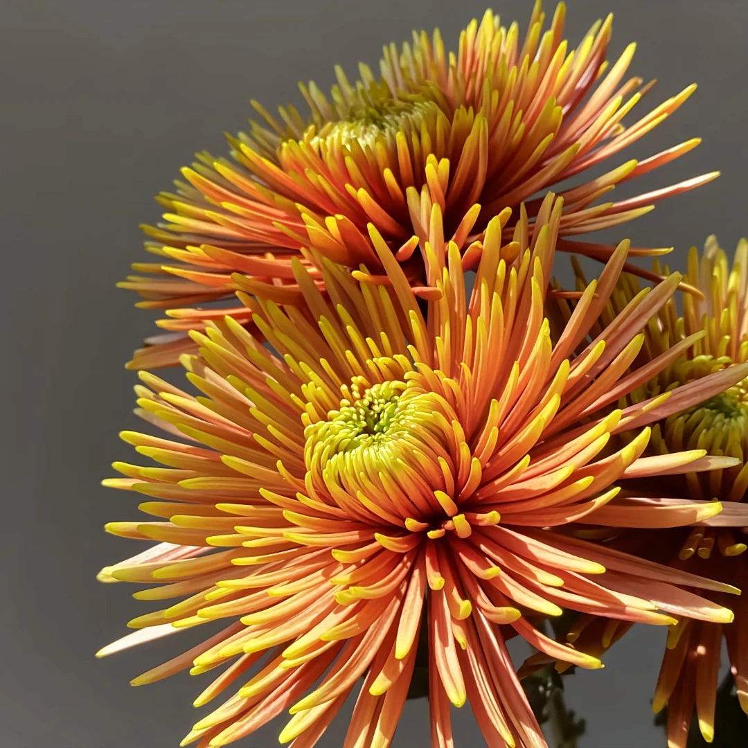 鲜花【萨弗拉红烟花菊】10支 花期长  全场任意两单包邮发顺丰