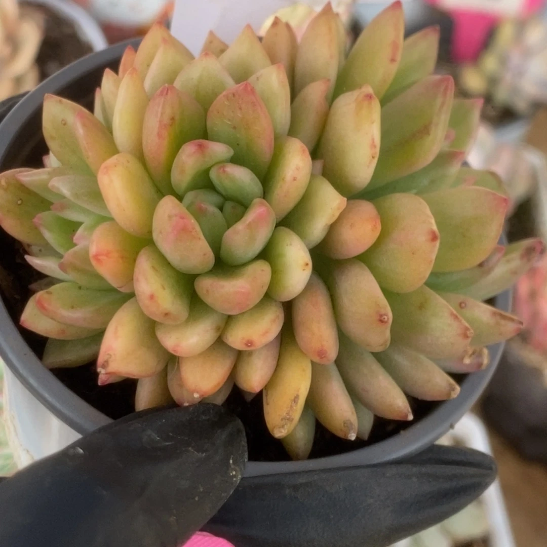 520东云杂锦锦锦锦锦