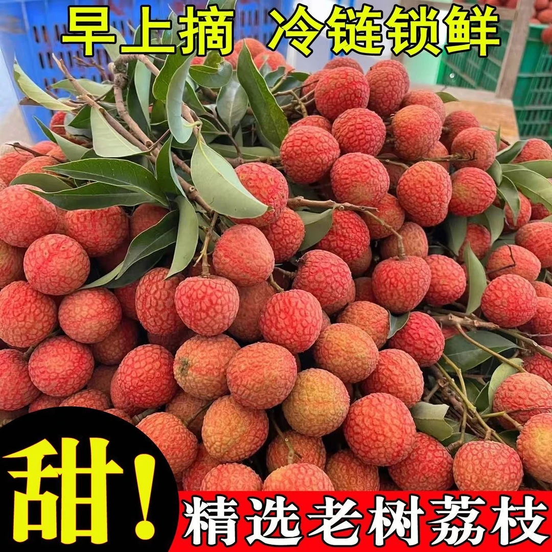 【礼盒装】福建老树黑叶 桂味 白糖罂 荔枝 当季现摘新鲜水果精选