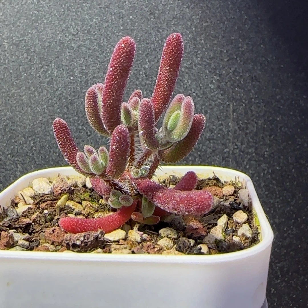 dy1014实生紫闪一物一拍