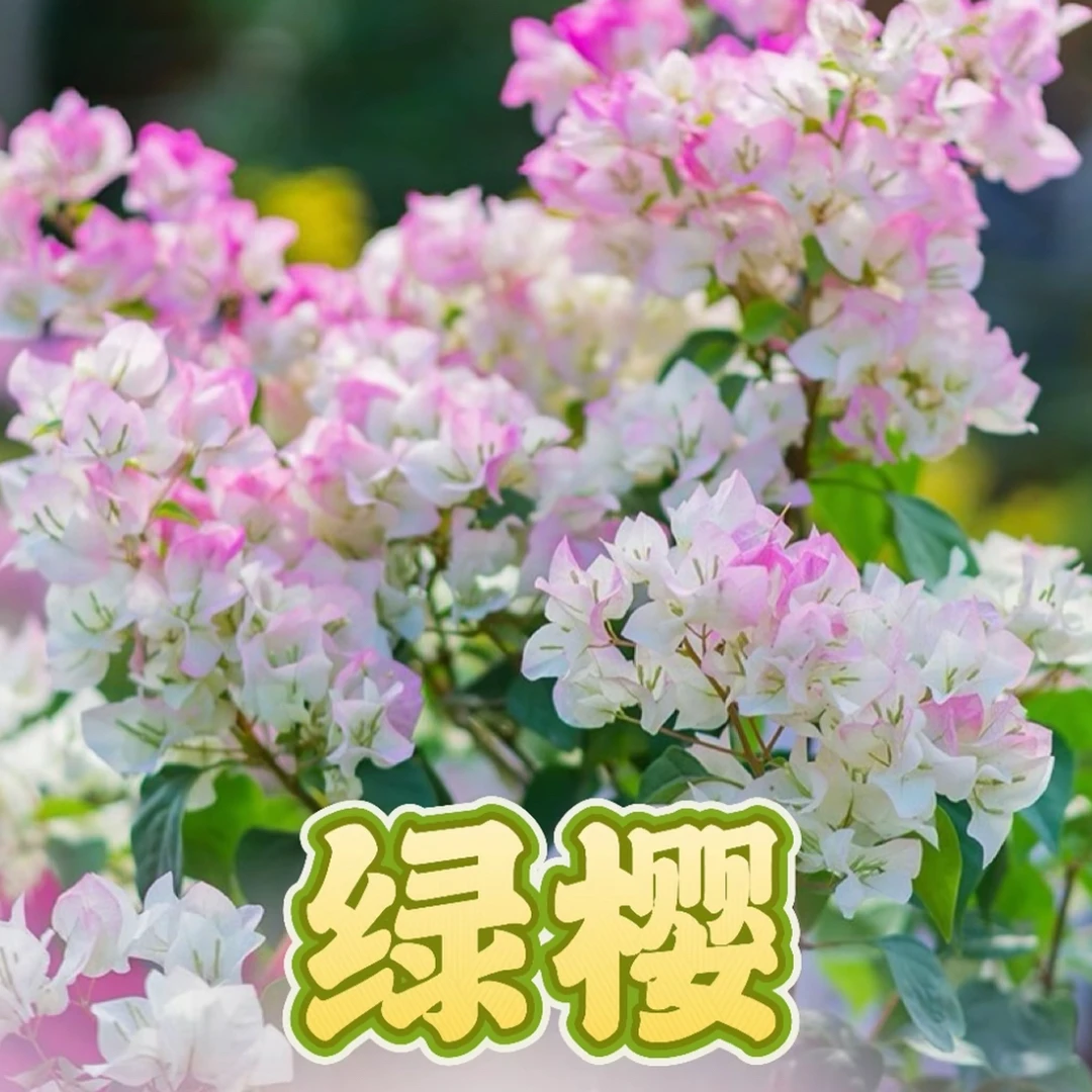 【绿樱】三角梅盆栽（运输过程掉花掉叶属于正常现象 介意勿拍 ）