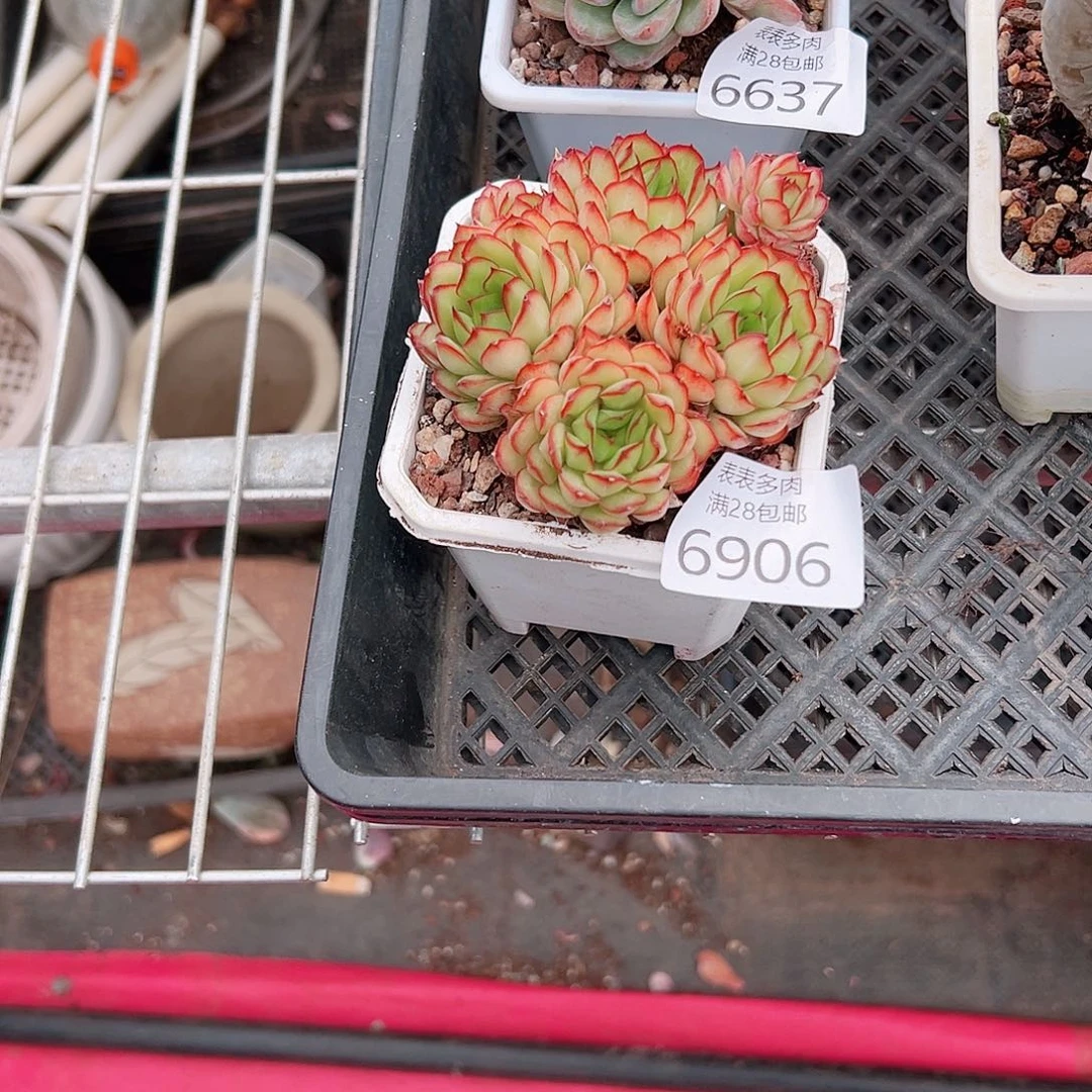 无花朵?*多肉一物一拍6906