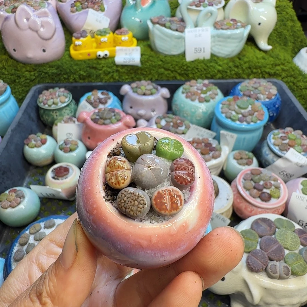 吃***子多肉植物开播福利冲623