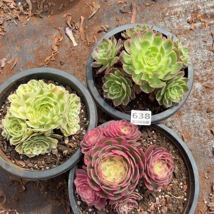 638伊丽莎白，万彩灯，倾城手捧组合诺米多肉法师锦不包侧枝断枝