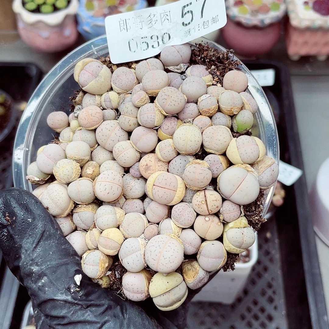 郎哥18包邮0530-57