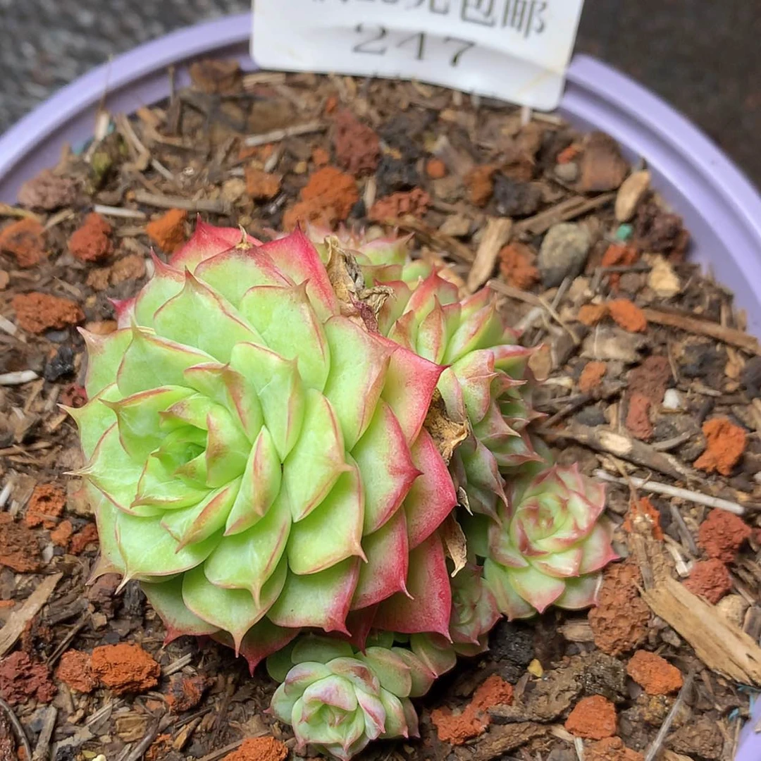 【闪购商品】云247号