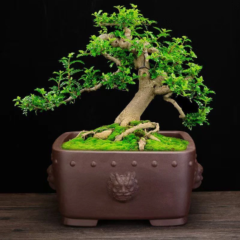 春兰花苞浓香型矮种绿云雪山金边室内好养易绿植花卉盆栽