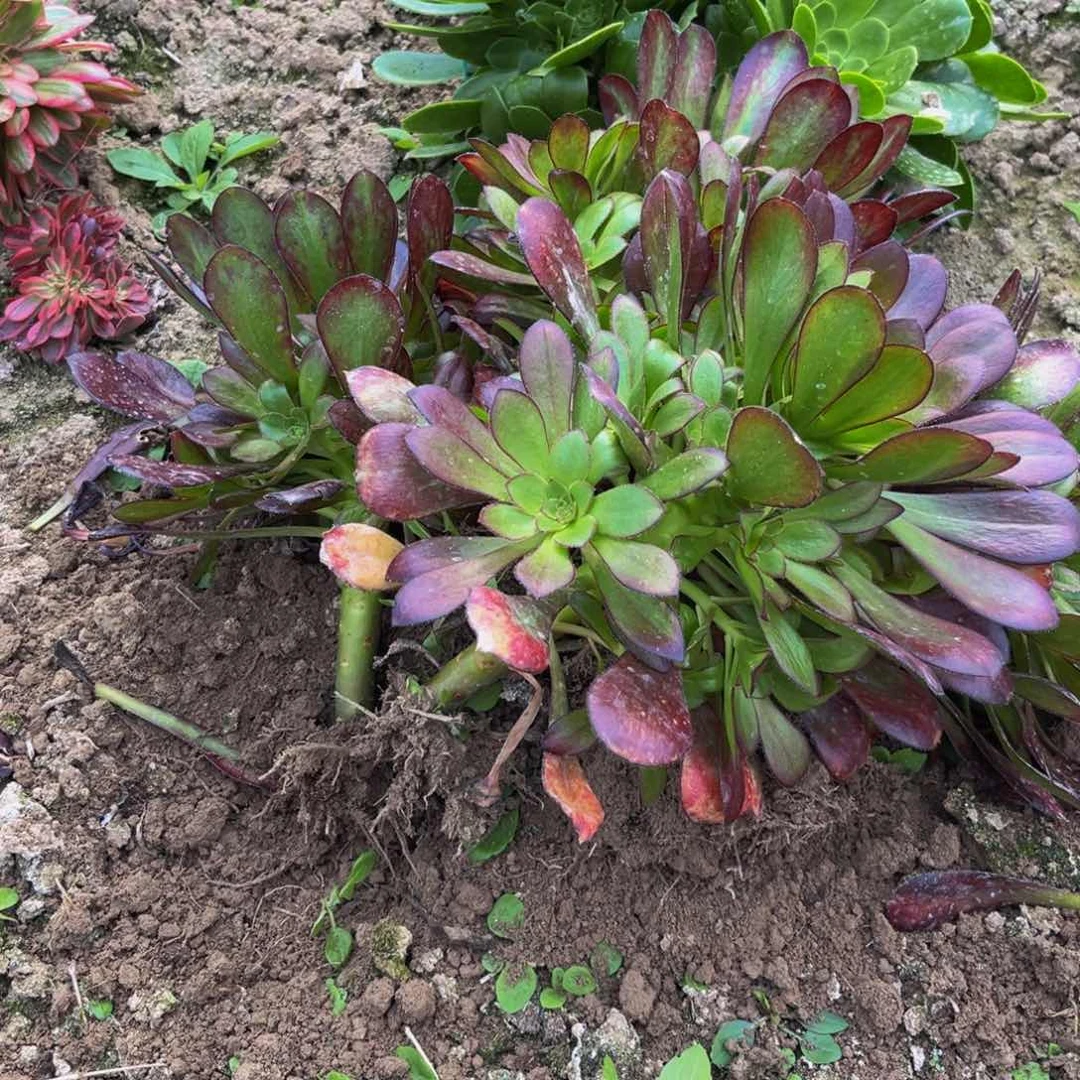 红酒原叶多肉植物捧花的