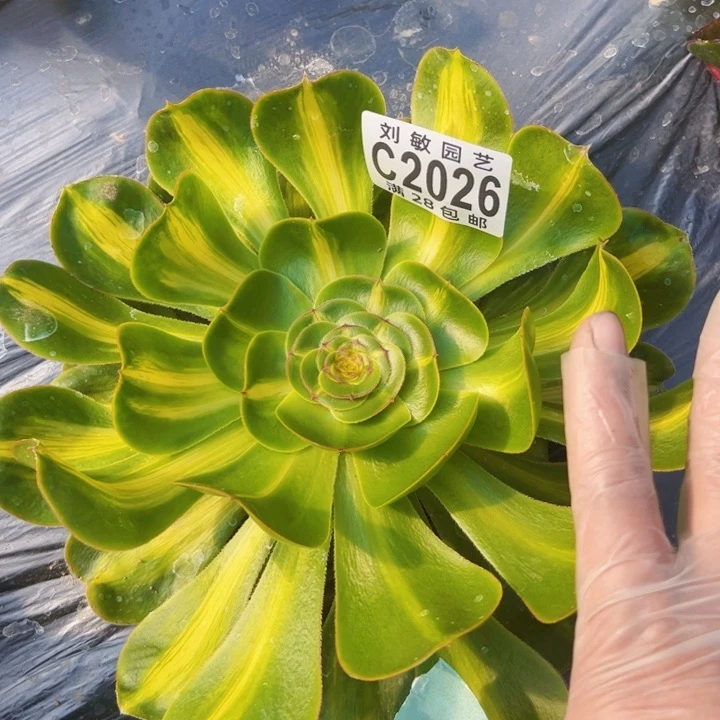 2026多肉植物法师暴君法师