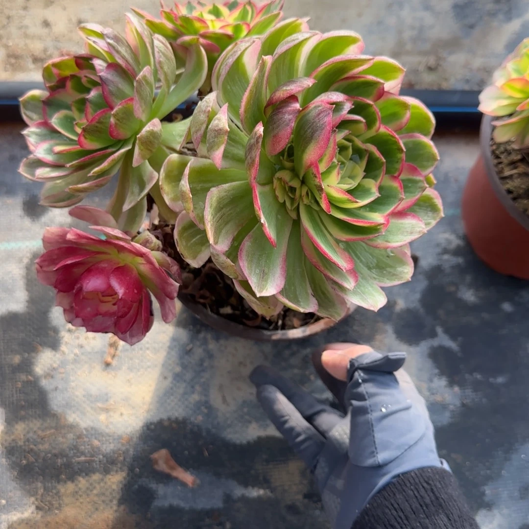 无花朵四头海王小老桩