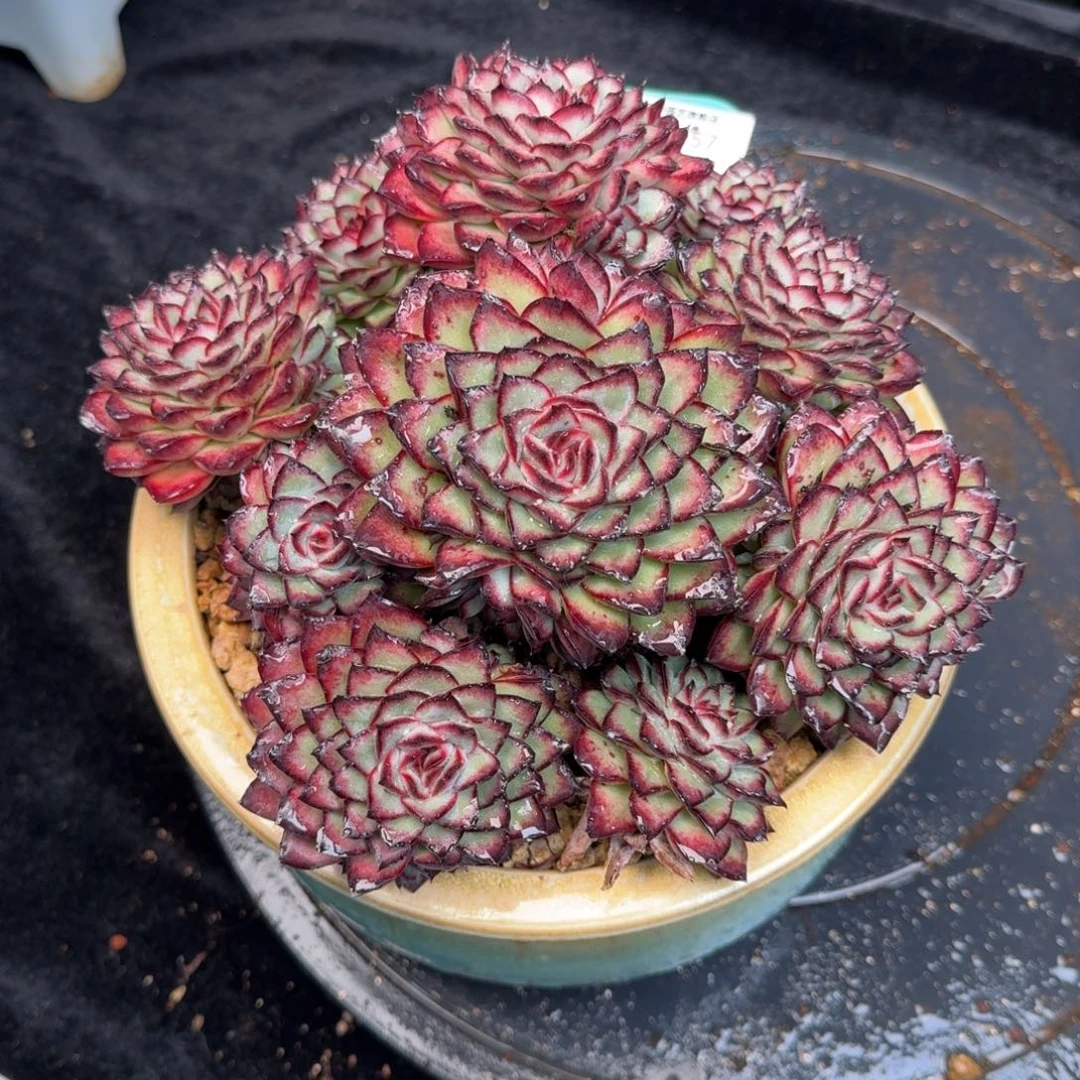 从前慢多肉精选编号1211.257