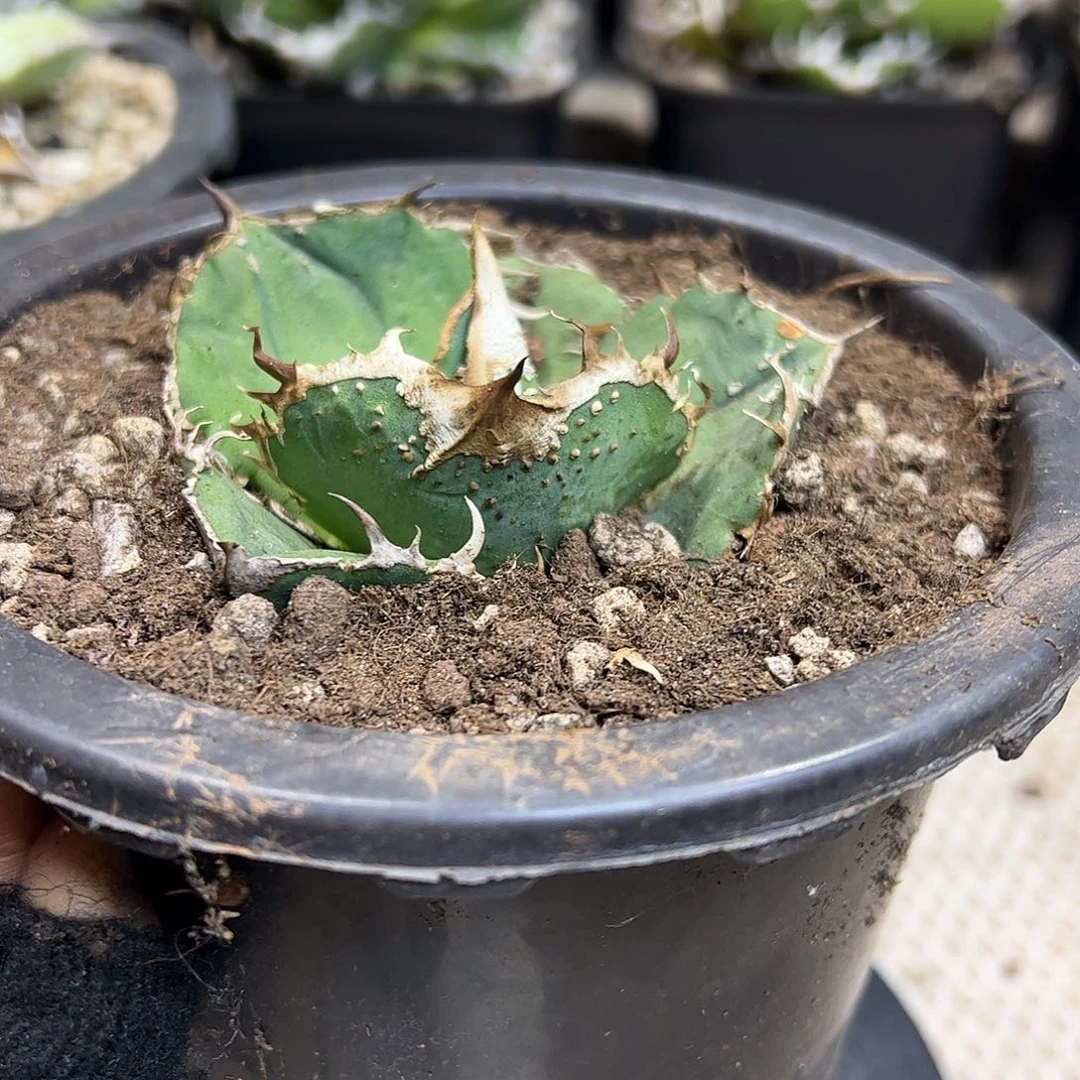 蚩尤龙舌兰仁王冠