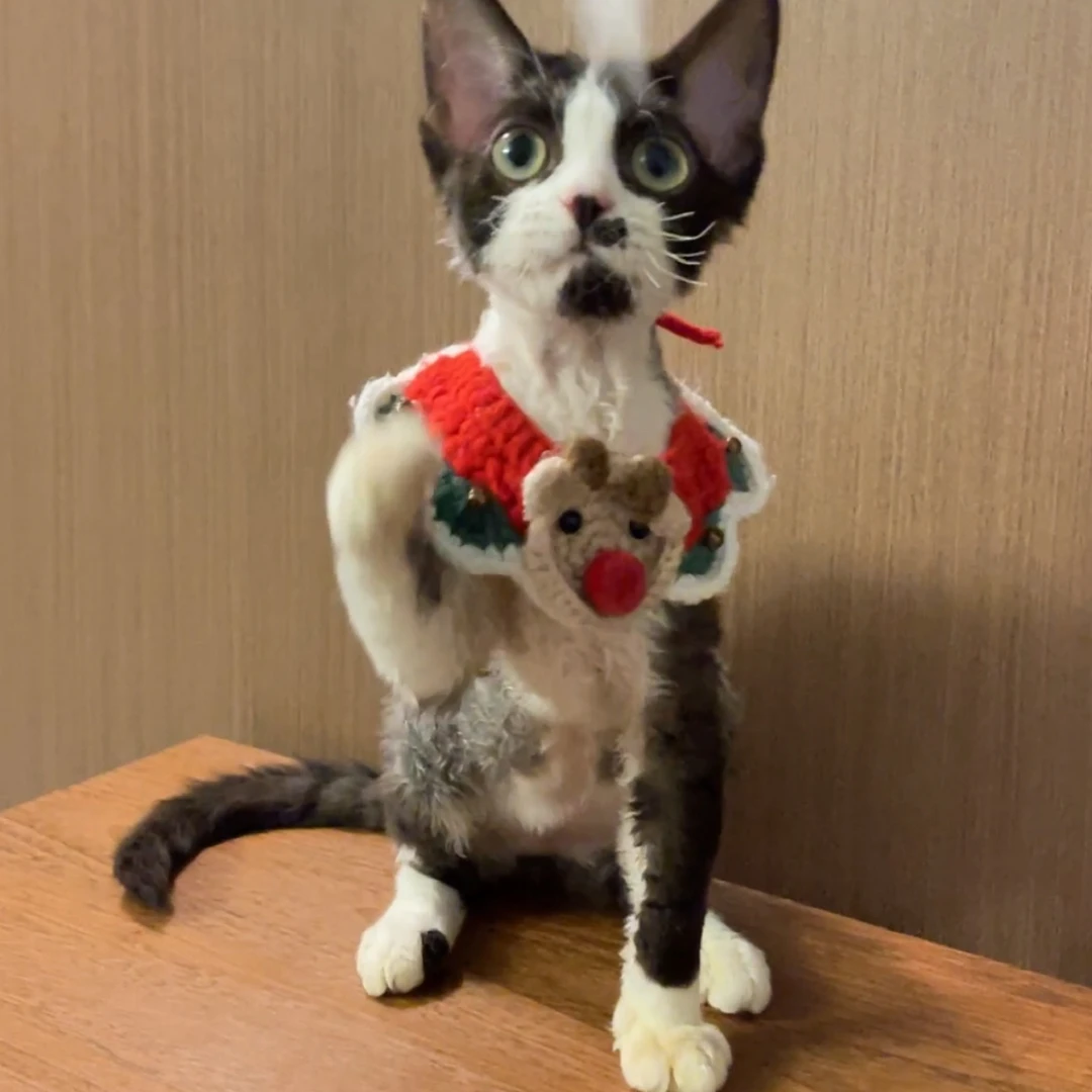 黑长毛血妹妹德文卷毛猫