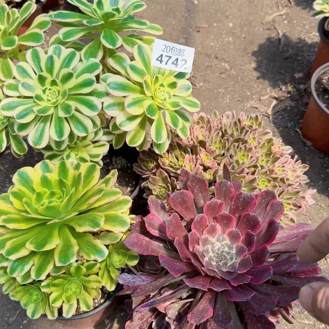 一物拍4742满20包邮