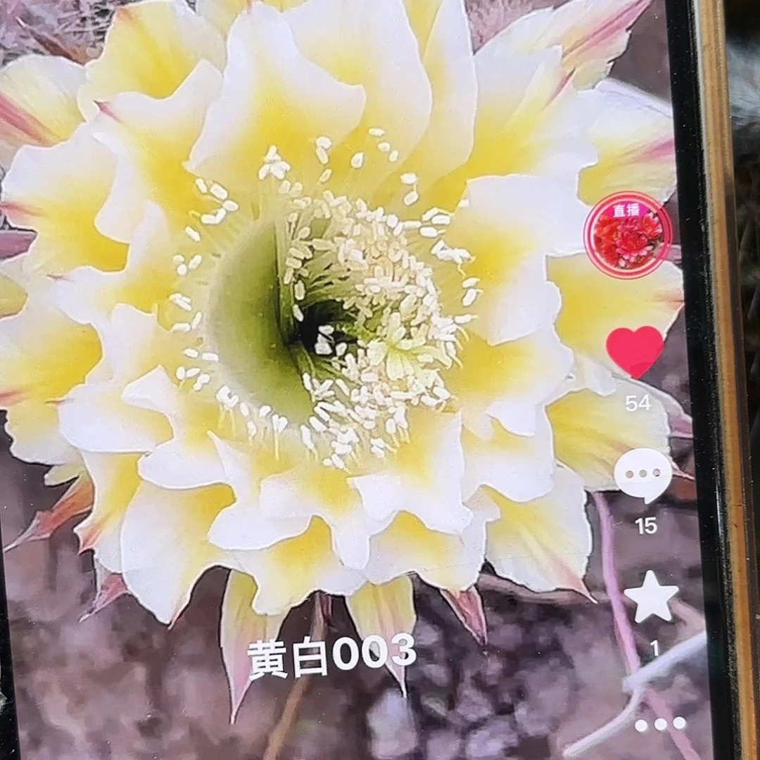 黄白003彩20包邮仙人球39