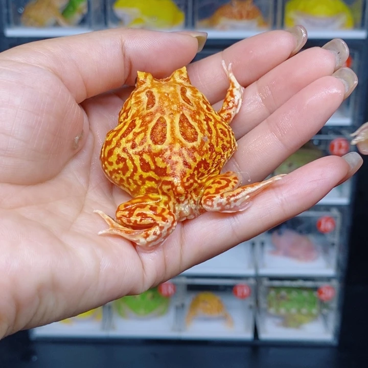 角蛙恭喜发财大吉大利