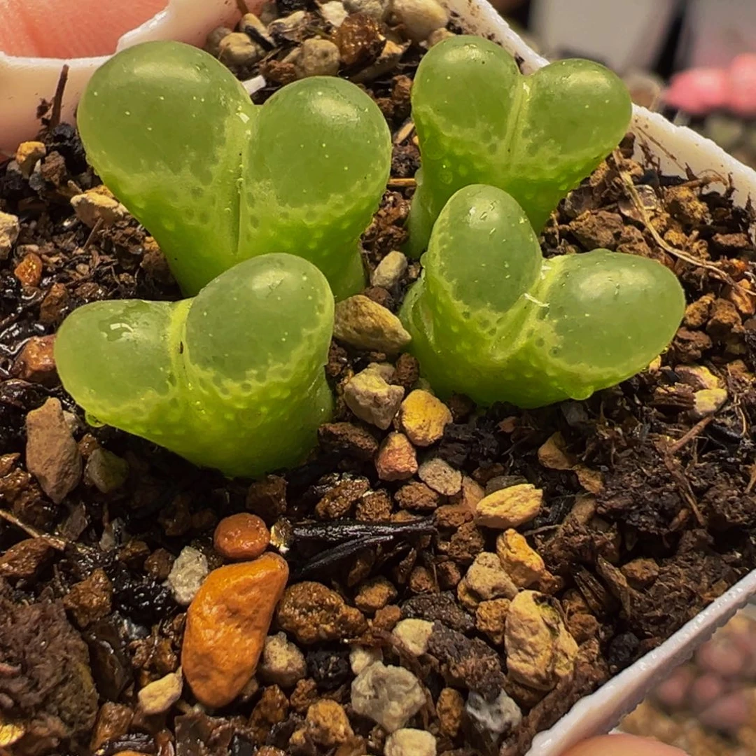 652多肉植物种类多样