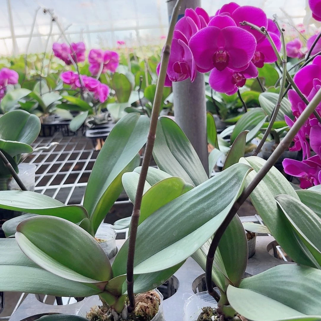 当前无花栽培后可以开花大辣椒一颗带花剑2.5杯叶片易开裂