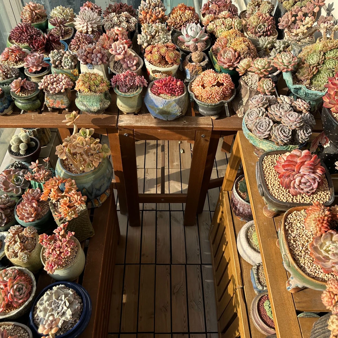 【jet推荐1珀誉多肉补光灯上色全光谱家用防徒仿太阳LED植物生长灯