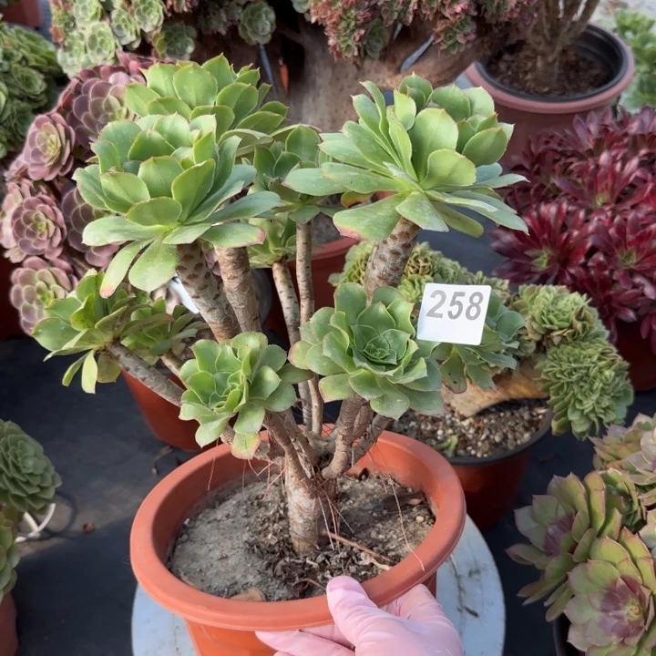 多肉植物君美丽258