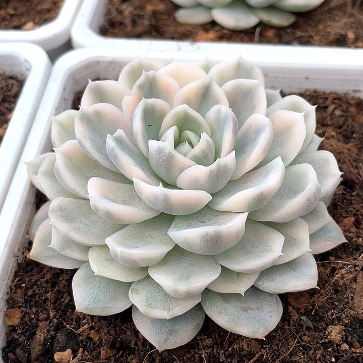 墨西哥雪球锦一物一拍