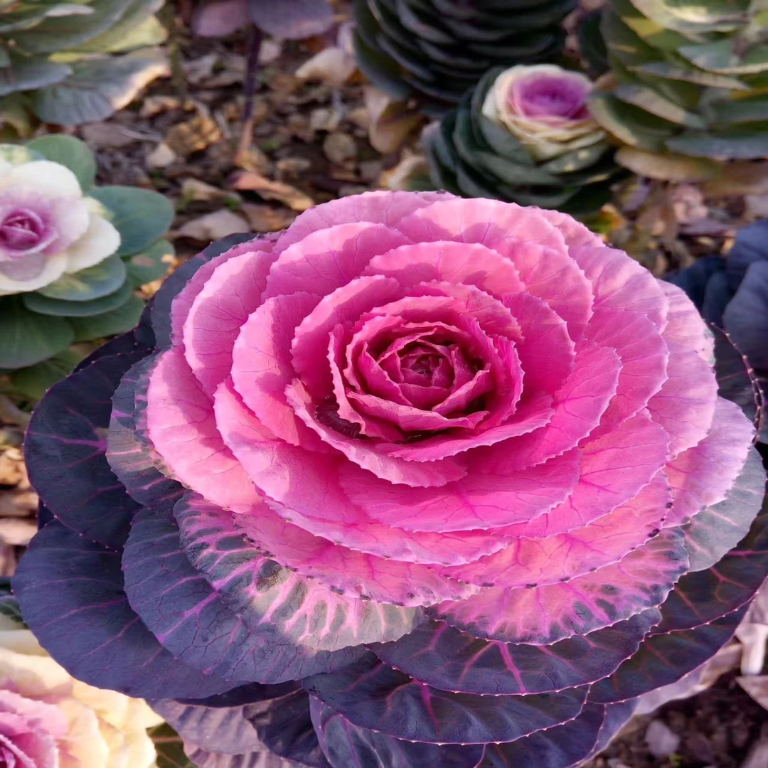 粉丝福利（2025室内新羽衣甘蓝混色种子羽衣甘蓝苗）200粒（送100粒）