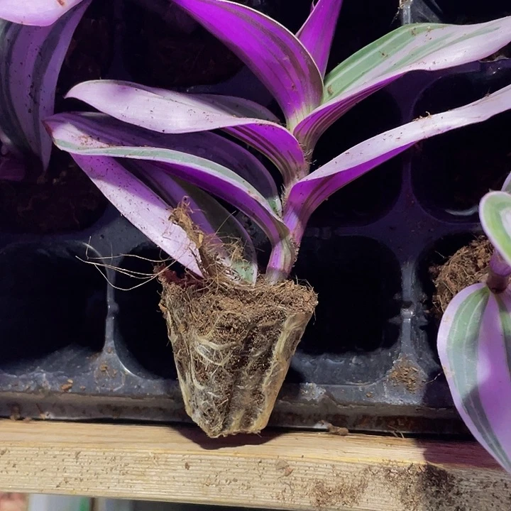 婚礼油画1.5带土发