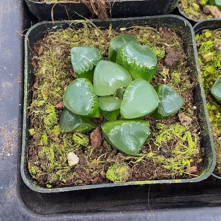 光亮寿带盆土发货