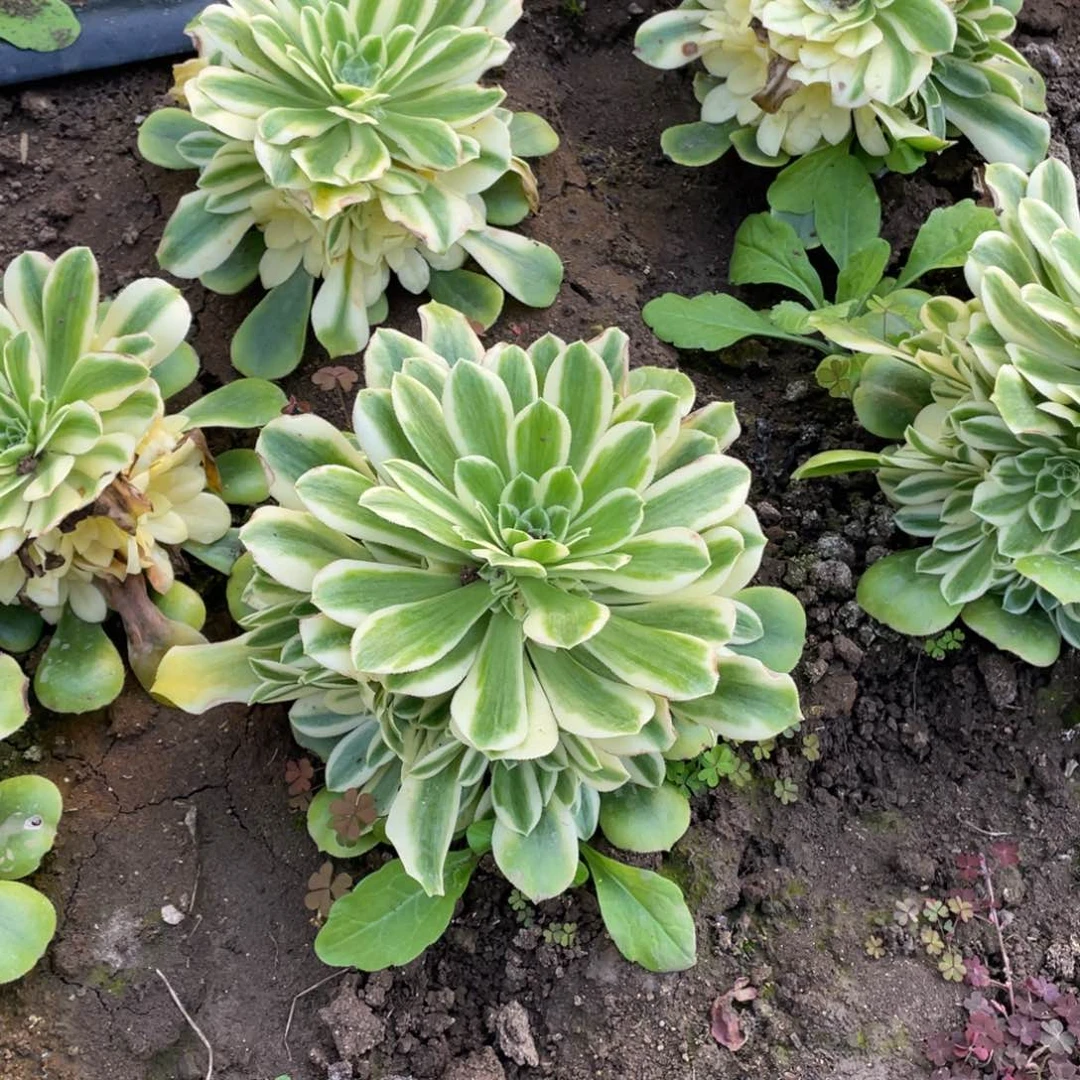 辛尼亚多肉法师断枝不包量