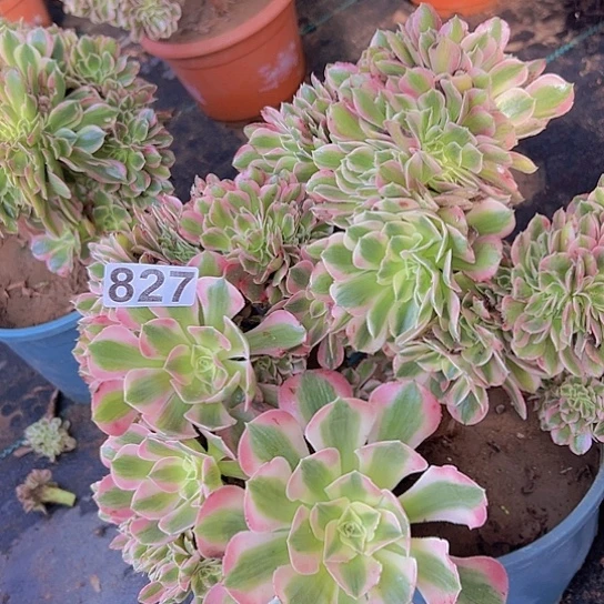 李***林多肉植物一个女巫追
