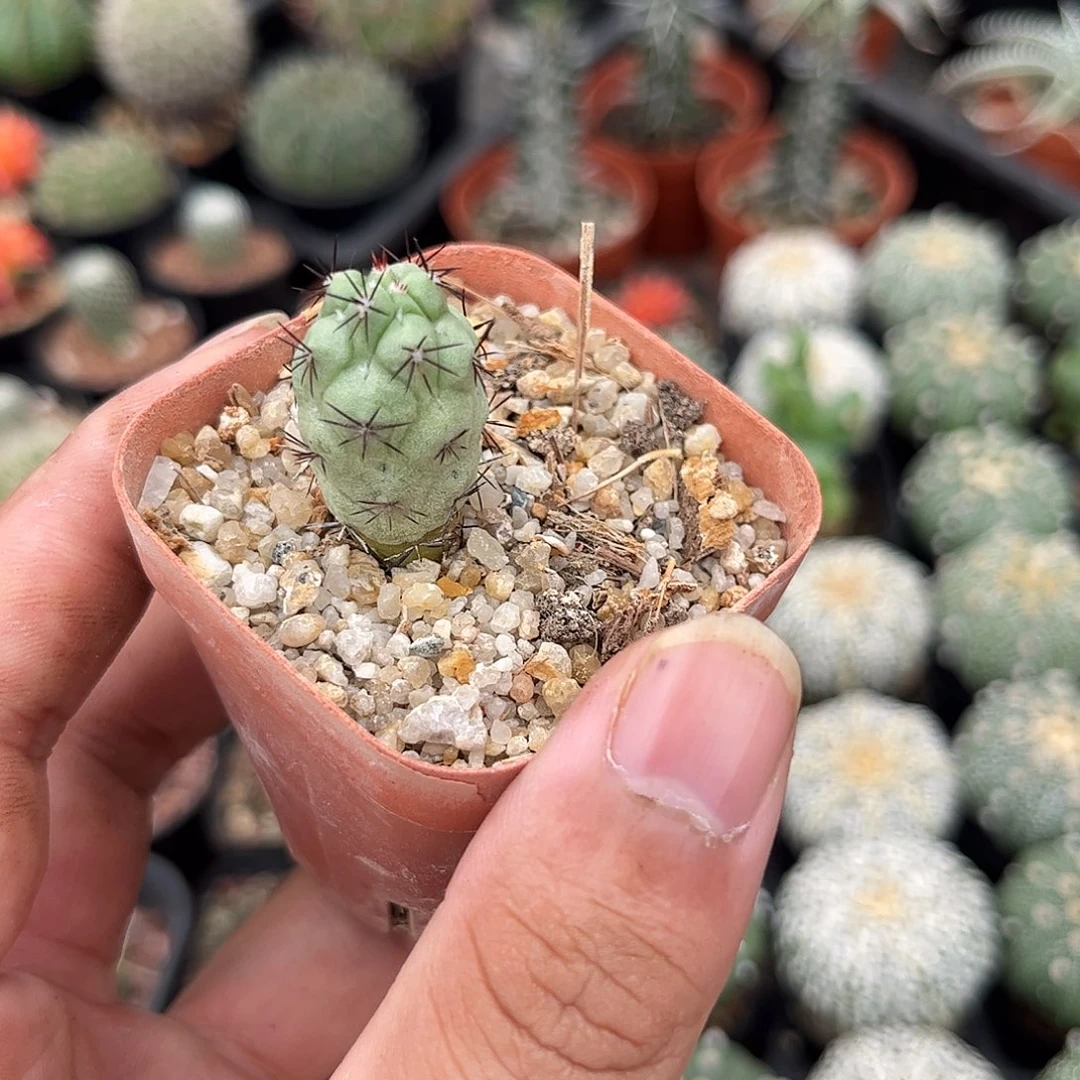 帝王丸单头发货有根发货