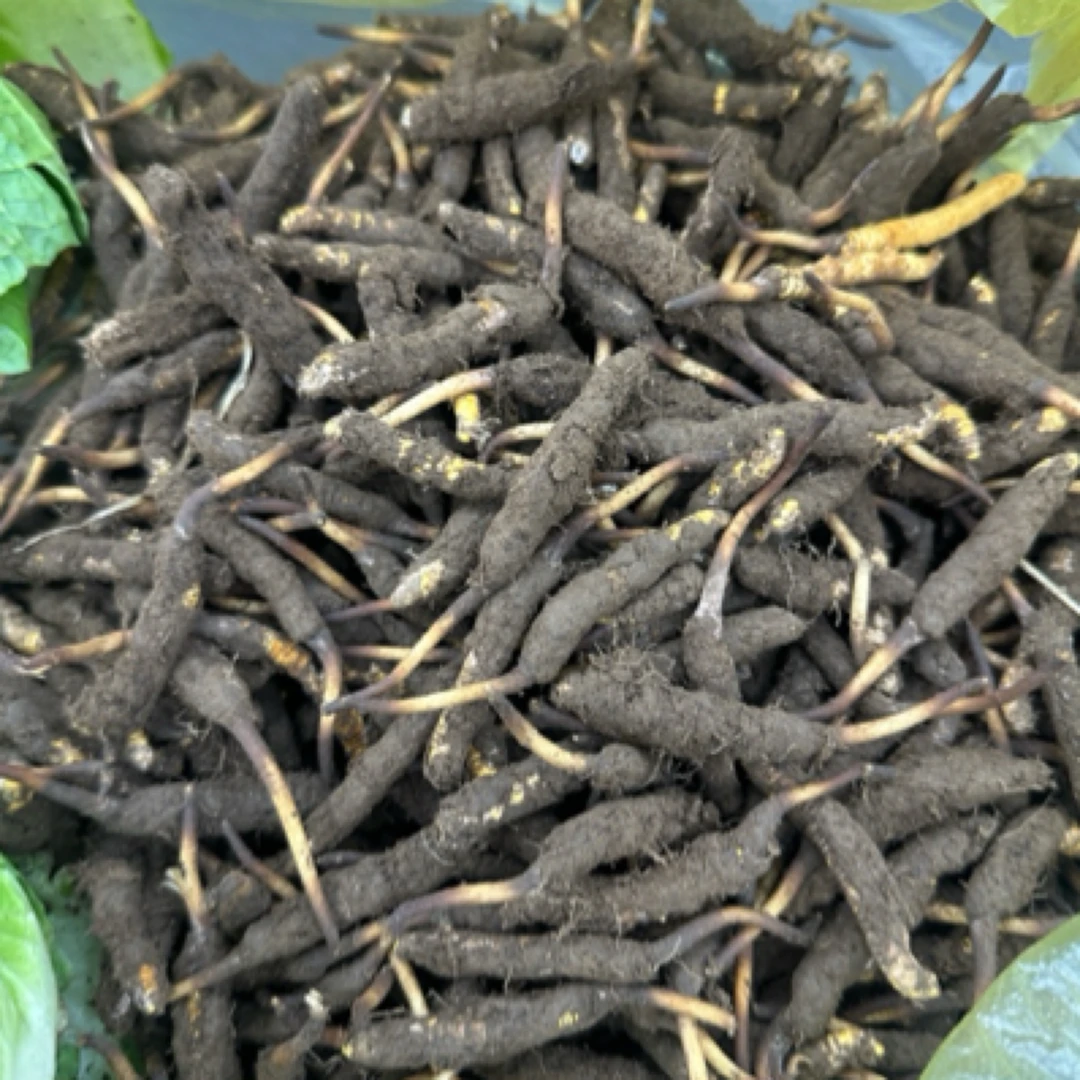 新鲜冬虫夏草鲜虫草现场挑选（定向链接）