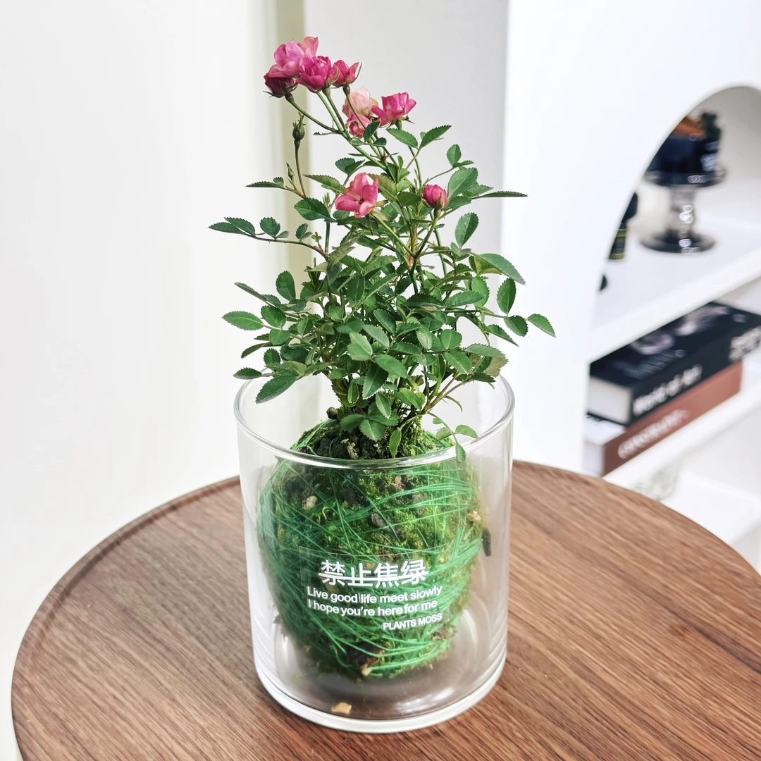 带花四季开花迷你超微型姬月季苔藓桌面苔藓微景观盆栽
