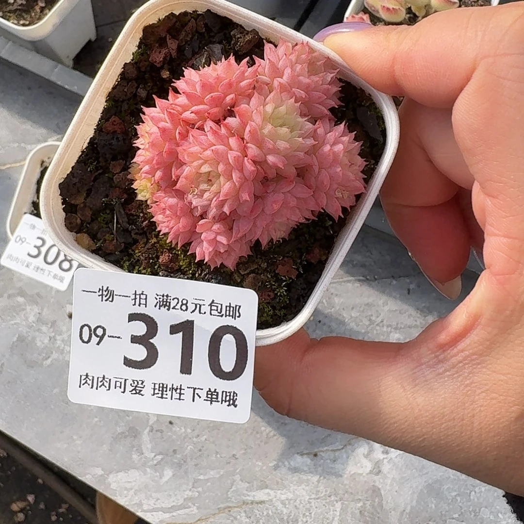 小红梅无盆土发货无