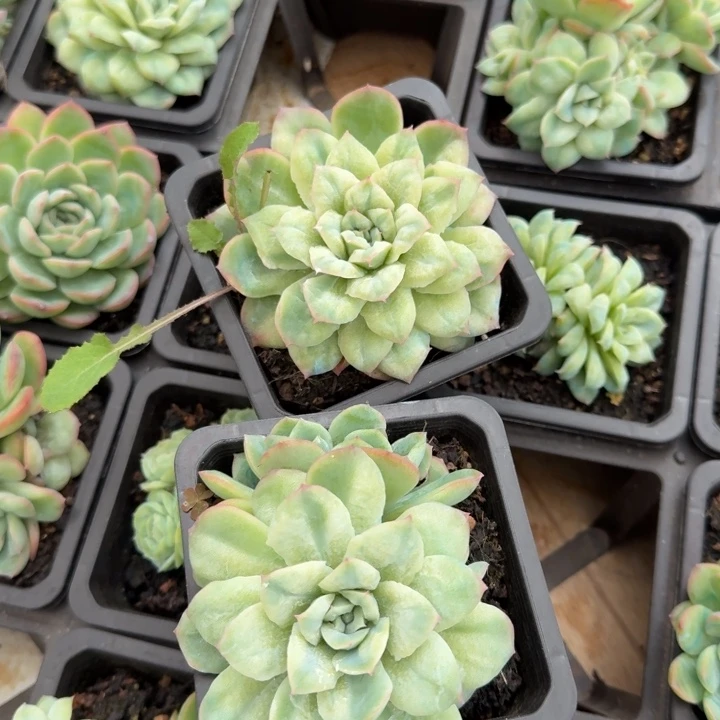 下播一刻泡泡纱一颗