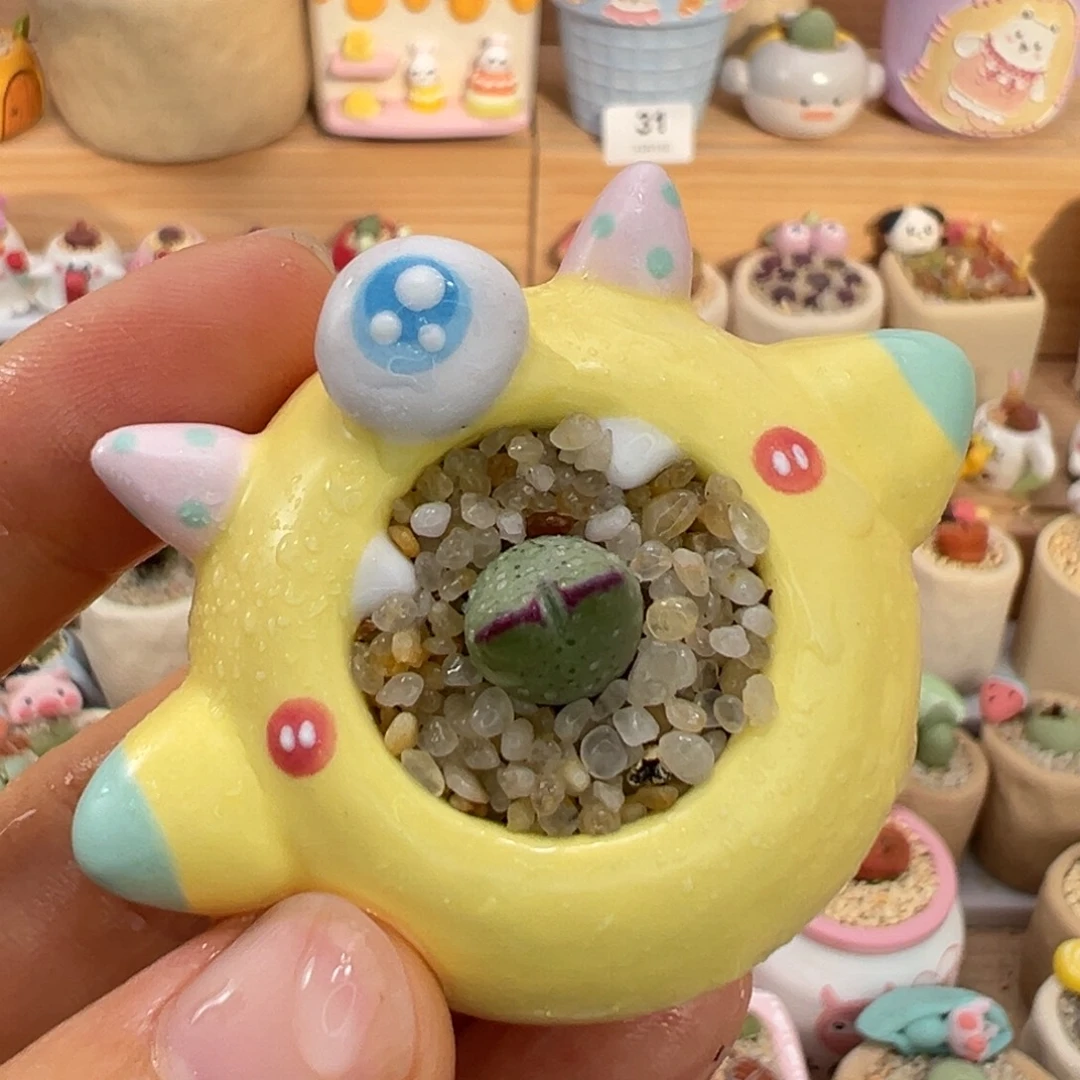 多肉植物40号少将