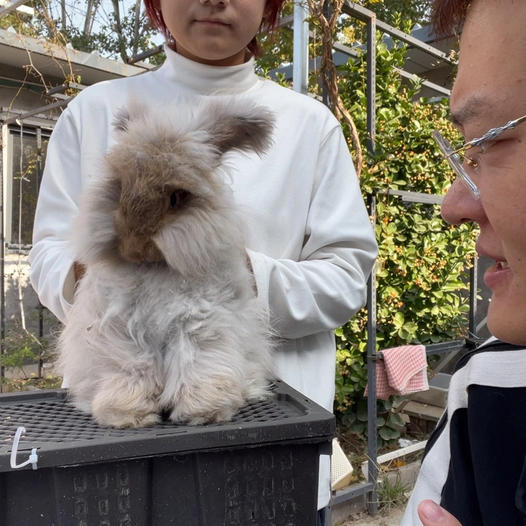 双血统英系安拉兔子