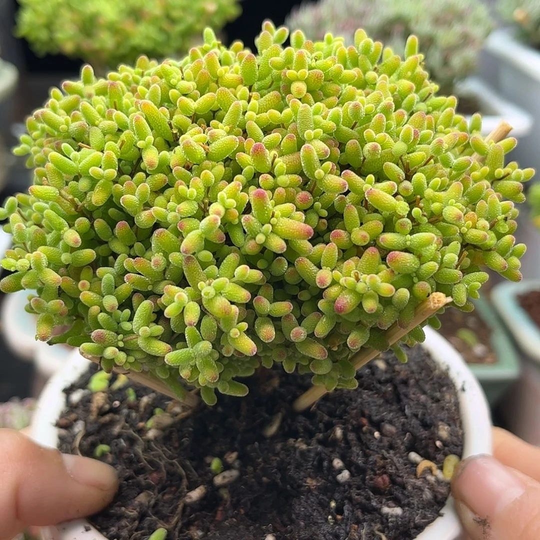57蜜桔带盆优选枝干番杏