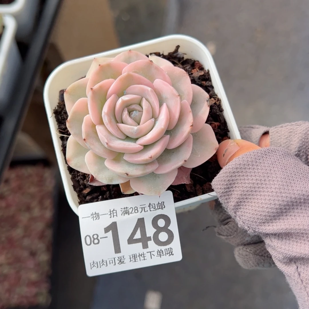 鲁氏锦多肉多肉多肉