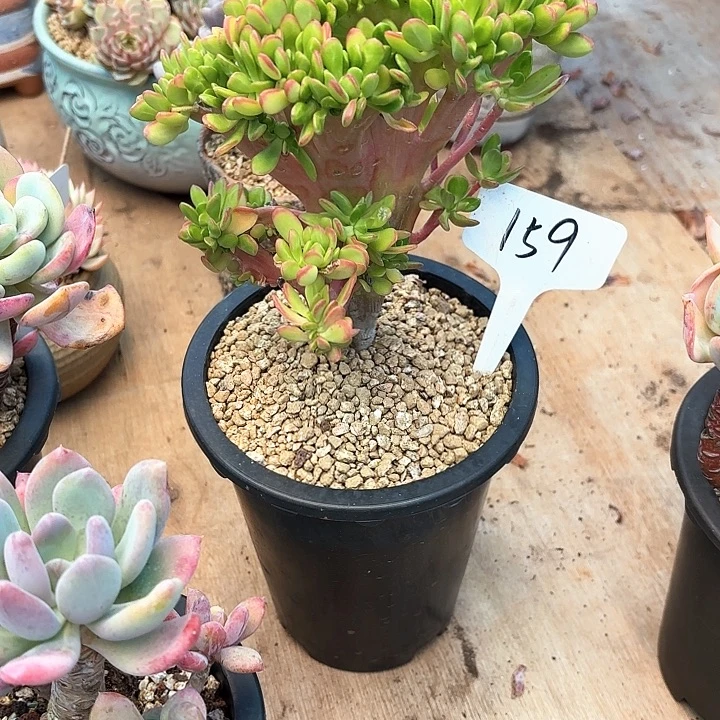 多肉植物，宝珠缀159号