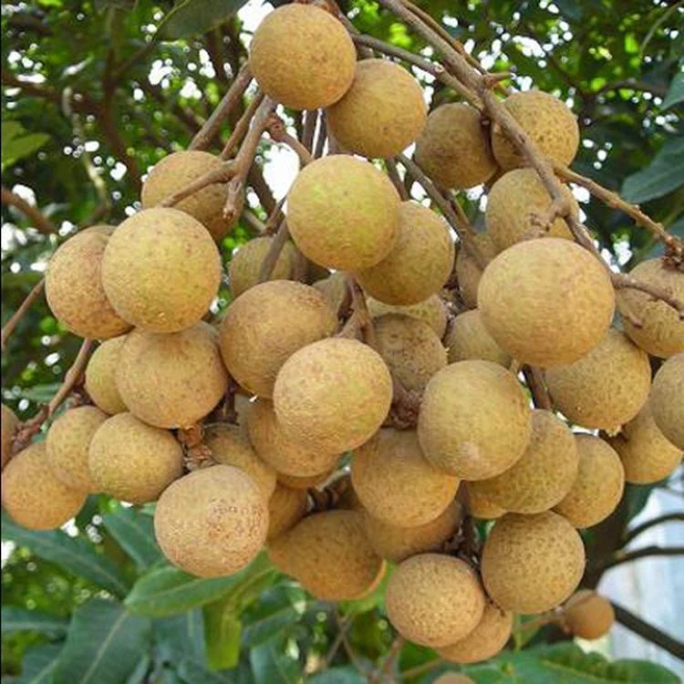 龙眼树苗嫁接石硖龙眼苗四季龙眼树苗储良龙眼苗南方种植带土带叶